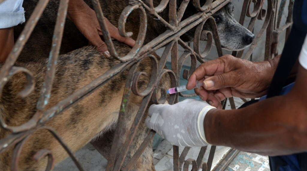Vacinação antirrábica circula bairros da capital baiana para imunizar cães e gatos