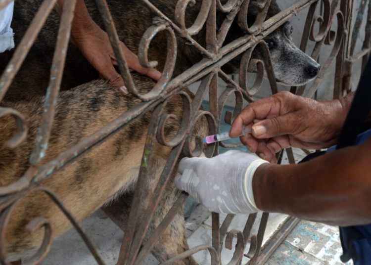 Vacinação antirrábica circula bairros da capital baiana para imunizar cães e gatos