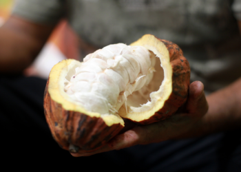 Lei que estabelece percentual mínimo de cacau deve impulsionar produtores baianos