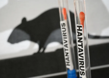 OMS suspeita de possível transmissão rara de hantavírus entre pessoas em cruzeiro
