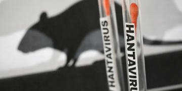 OMS suspeita de possível transmissão rara de hantavírus entre pessoas em cruzeiro