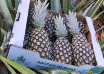 Itaberaba, o portal da Chapada que vive do abacaxi e busca equilibrar riqueza e desenvolvimento social
