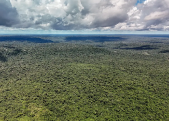 Reino Unido anuncia investimento de 400 milhões de libras em fundo criado pelo Brasil para proteger florestas tropicais