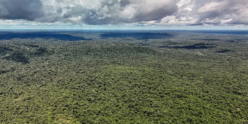 Reino Unido anuncia investimento de 400 milhões de libras em fundo criado pelo Brasil para proteger florestas tropicais